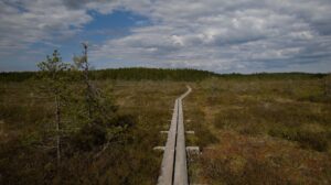 Träspång genom en öppen våtmark med tallar och molnig himmel