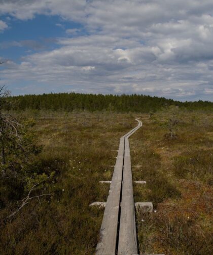 Träspång genom en öppen våtmark med tallar och molnig himmel