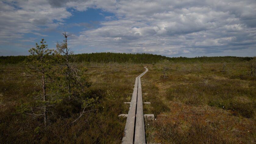 Träspång genom en öppen våtmark med tallar och molnig himmel